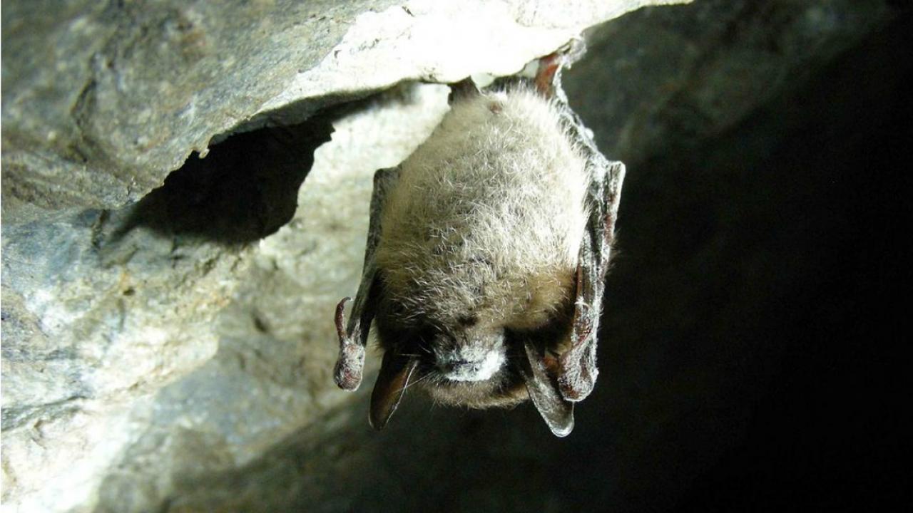 Endangered Ontario Should we go to bat for bats? TVO Today